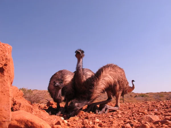 Emus in the outback, australia — Stock Photo, Image