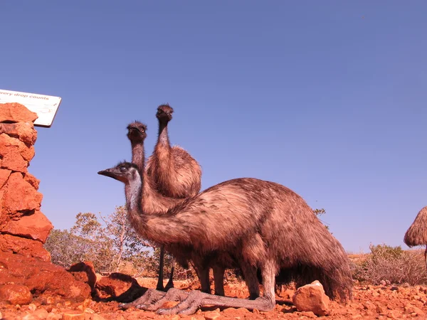 Emus in the outback, australia — Stock Photo, Image