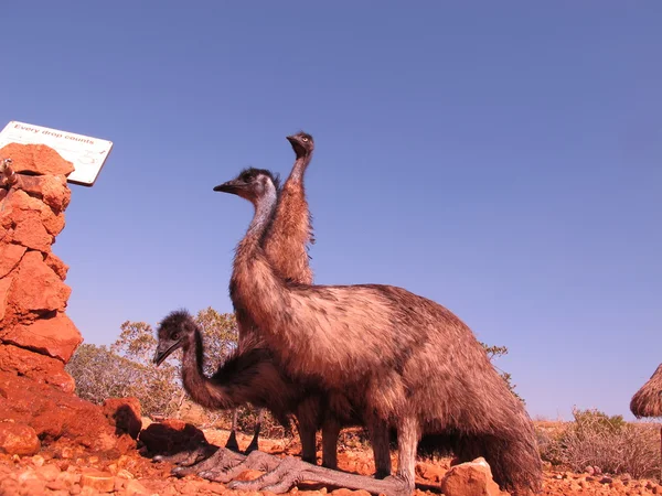 Emus in the outback, australia — Stock Photo, Image