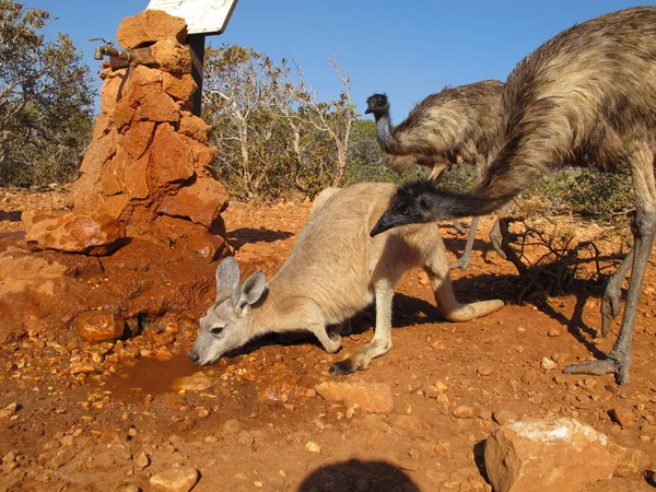 Emus in the outback, australia — Stock Photo, Image