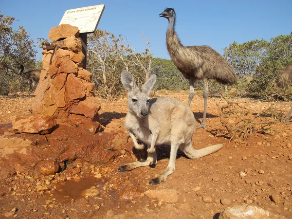 Emus in the outback, australia — Stock Photo, Image