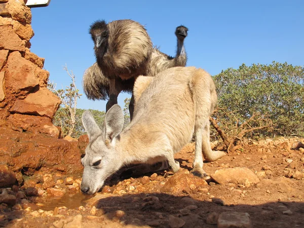 Emus in the outback, australia — Stock Photo, Image