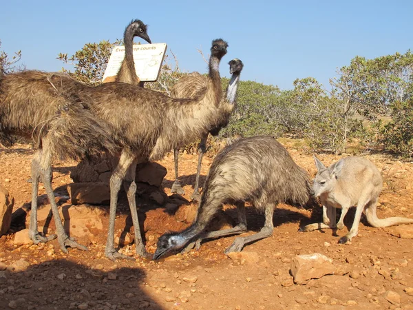 Emus in the outback, australia — Stock Photo, Image