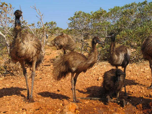 Emus in the outback, australia — Stock Photo, Image