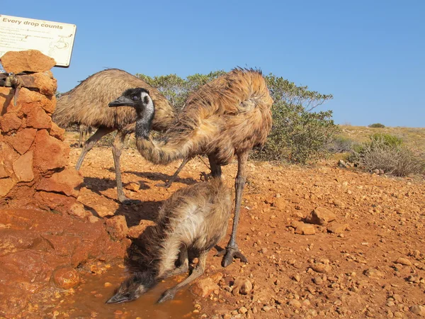 Emus in the outback, australia — Stock Photo, Image
