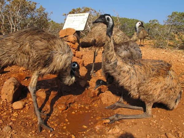 Emus in the outback, australia — Stock Photo, Image