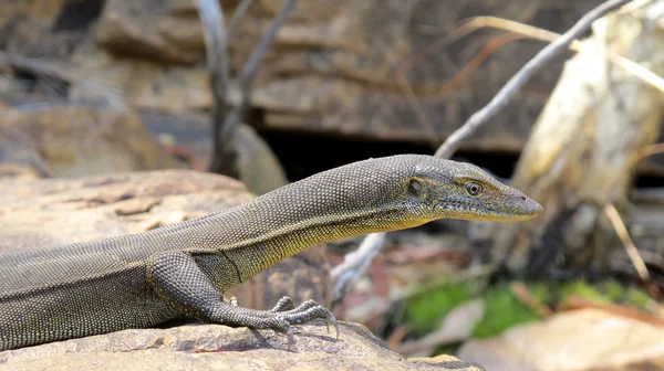 蜥蜴，满澳大利亚 — 图库照片