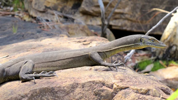 Lagarto, goanna, austrália — Fotografia de Stock