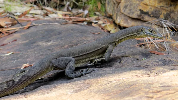 Lagarto, goanna, austrália — Fotografia de Stock