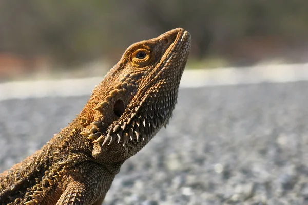 Lagarto, goanna, austrália — Fotografia de Stock