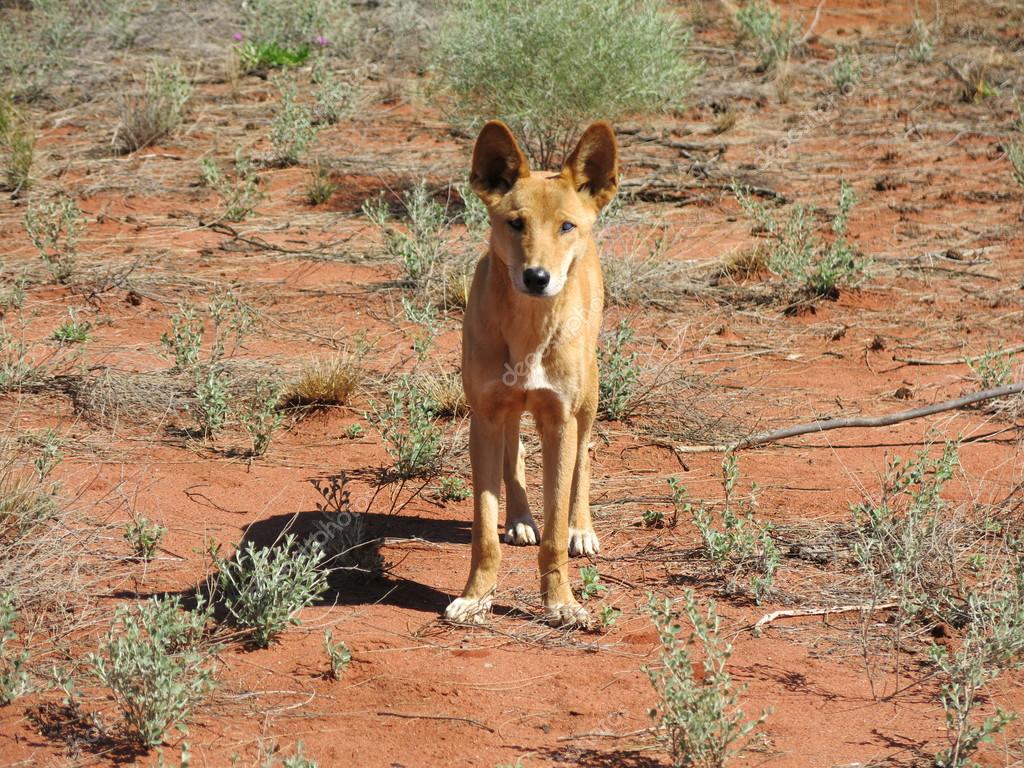 Dingo in the outback Stock Photo by ยฉwitte Biology Diagrams