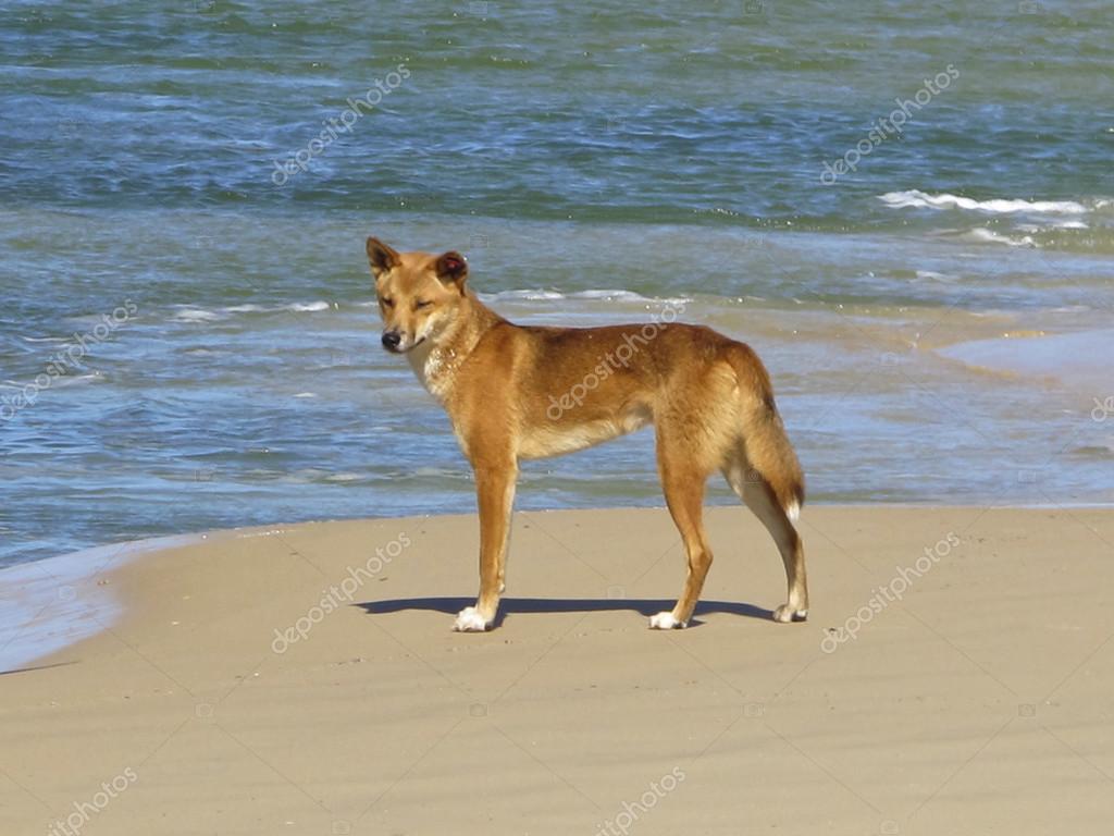 dingo