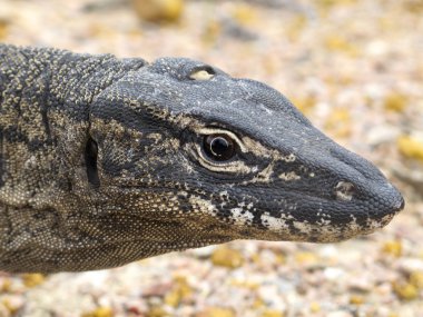 çıkacağız, kertenkele, Avustralya