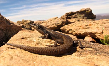 çıkacağız, kertenkele, Avustralya