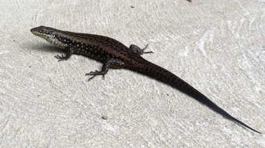 çıkacağız, kertenkele, Avustralya