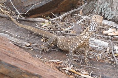 çıkacağız, kertenkele, Avustralya