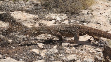 çıkacağız, kertenkele, Avustralya