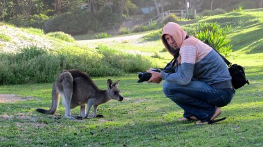 outback, Avustralya oturan tembel kanguru