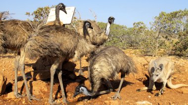 outback, Avustralya oturan tembel kanguru