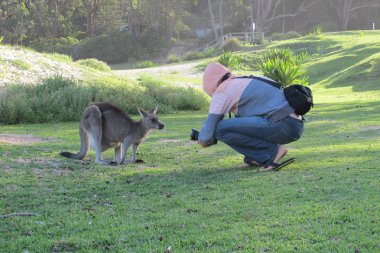 outback, Avustralya oturan tembel kanguru