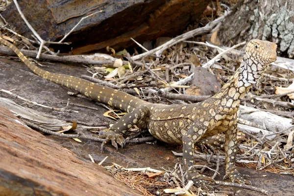 Eidechse, Goanna, Australien — Stockfoto