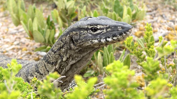 Goanna, Eidechse, Australien — Stockfoto