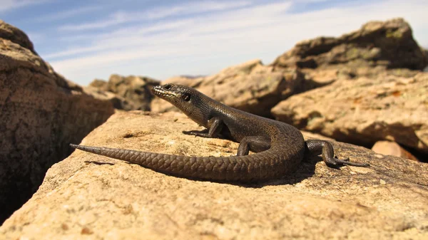 Goanna, σαύρα, Αυστραλία — Φωτογραφία Αρχείου