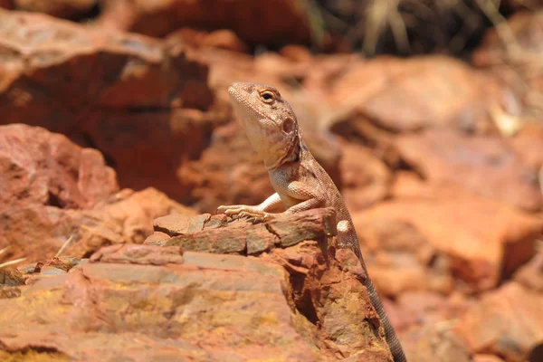 Goanna, σαύρα, Αυστραλία — Φωτογραφία Αρχείου