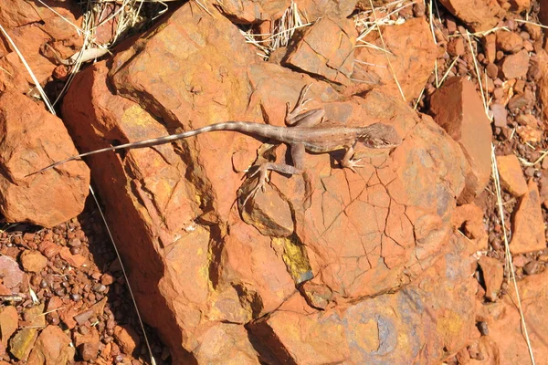 Goanna, Eidechse, Australien — Stockfoto