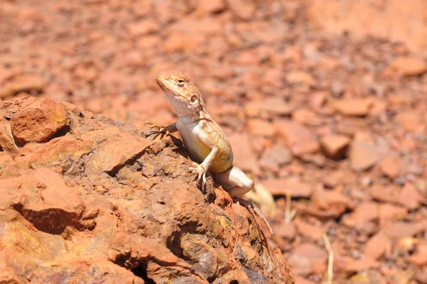 Goanna, lagarto, austrália — Fotografia de Stock