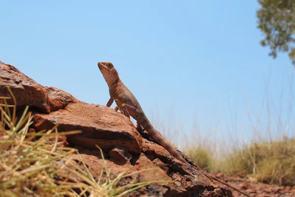 Goanna, lagarto, austrália — Fotografia de Stock