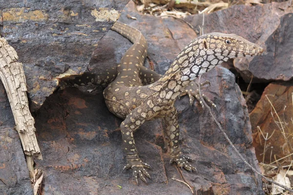 Goanna, Eidechse, Australien — Stockfoto