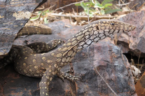 Goanna, lucertola, Australia — Foto Stock