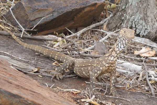 Goanna, Eidechse, Australien — Stockfoto