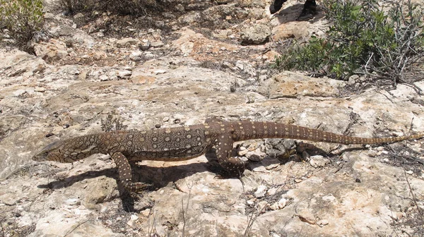 Goanna, lizard, australia — Stock Photo, Image