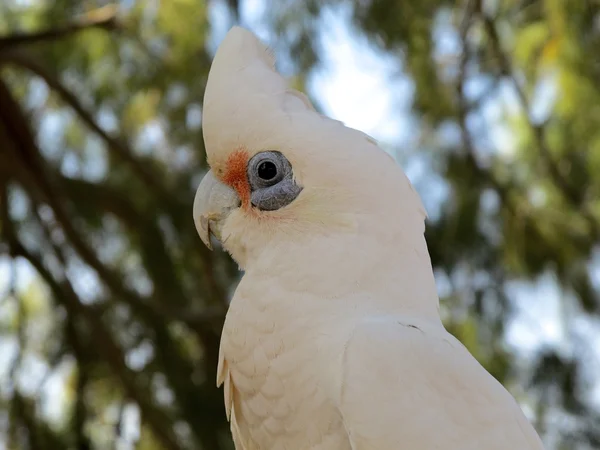 Kakadu en el interior, australia — Foto de Stock