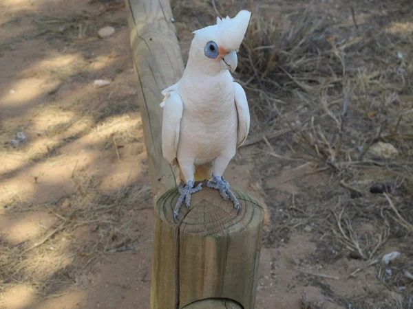 Kakadu no outback, Austrália — Fotografia de Stock