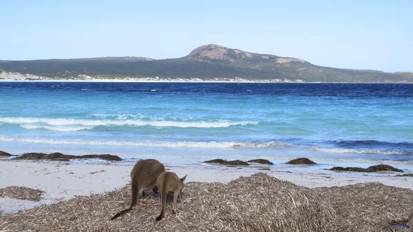 Lazy kangaroo sitting in the outback, australia — Stock Photo, Image