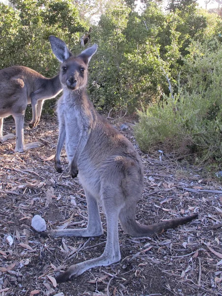 Lazy kangaroo sitting in the outback, australia — Stock Photo, Image