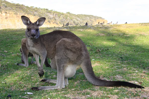 Preguiçoso canguru sentado no outback, austrália — Fotografia de Stock