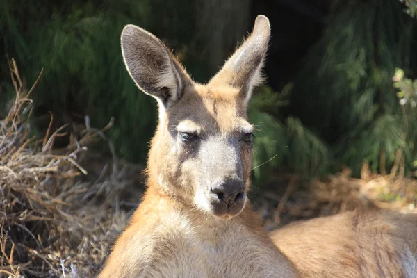 アウトバック、オーストラリアで座っている怠惰なカンガルー — ストック写真