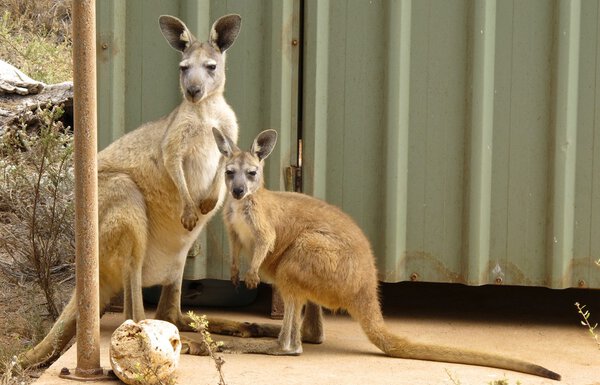 lazy kangaroo sitting in the outback, australia