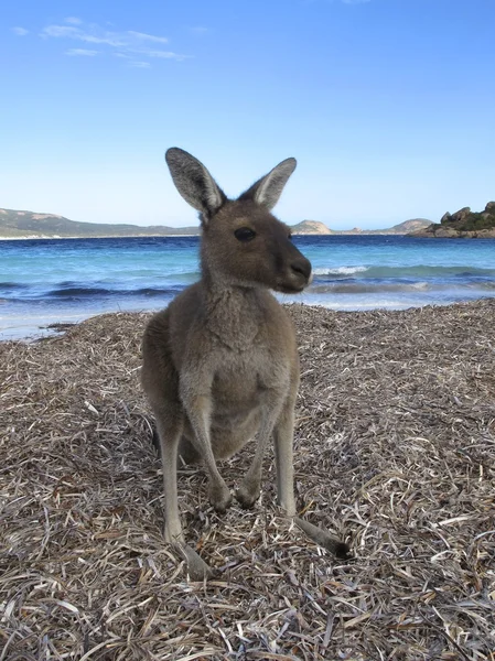 アウトバック、オーストラリアで座っている怠惰なカンガルー — ストック写真