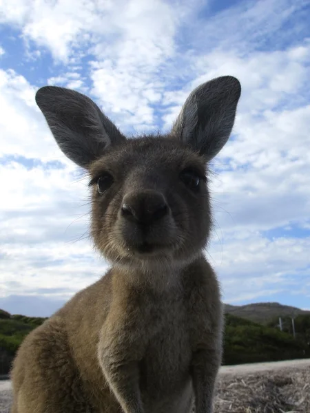 Líný klokan seděl v vnitrozemí Austrálie — Stock fotografie