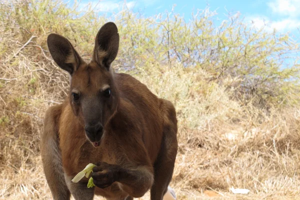Outback, Avustralya oturan tembel kanguru — Stok fotoğraf