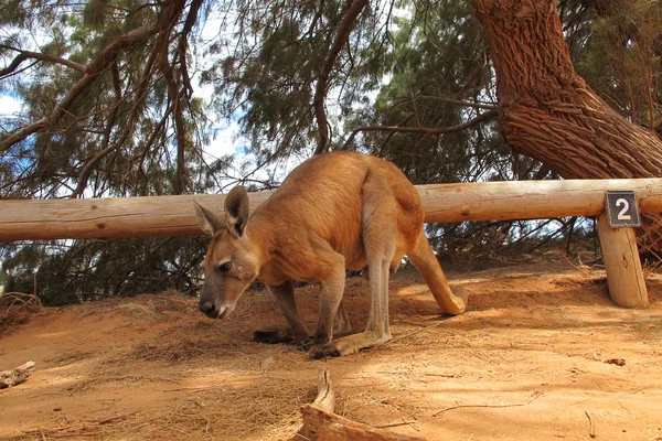 Canguro pigro seduto nell'entroterra, australia — Foto Stock