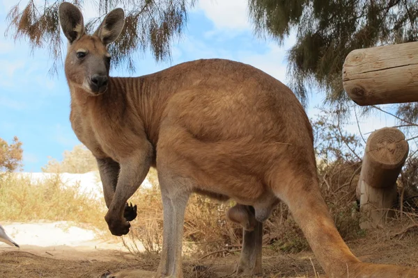 アウトバック、オーストラリアで座っている怠惰なカンガルー — ストック写真