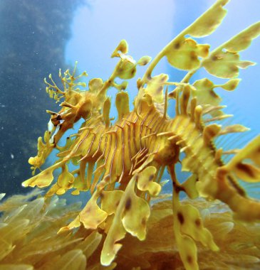 Yapraklı seadragon, Avustralya
