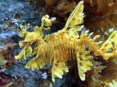 Yapraklı seadragon, Avustralya