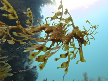 Yapraklı seadragon, Avustralya